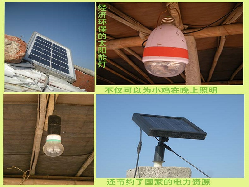 一只土雞引爆網絡 普通生意獲百萬流量，推手會是誰？